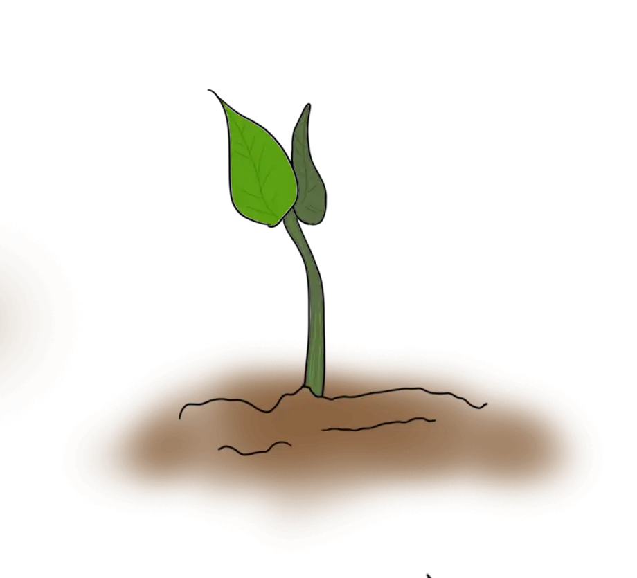 seo-grow