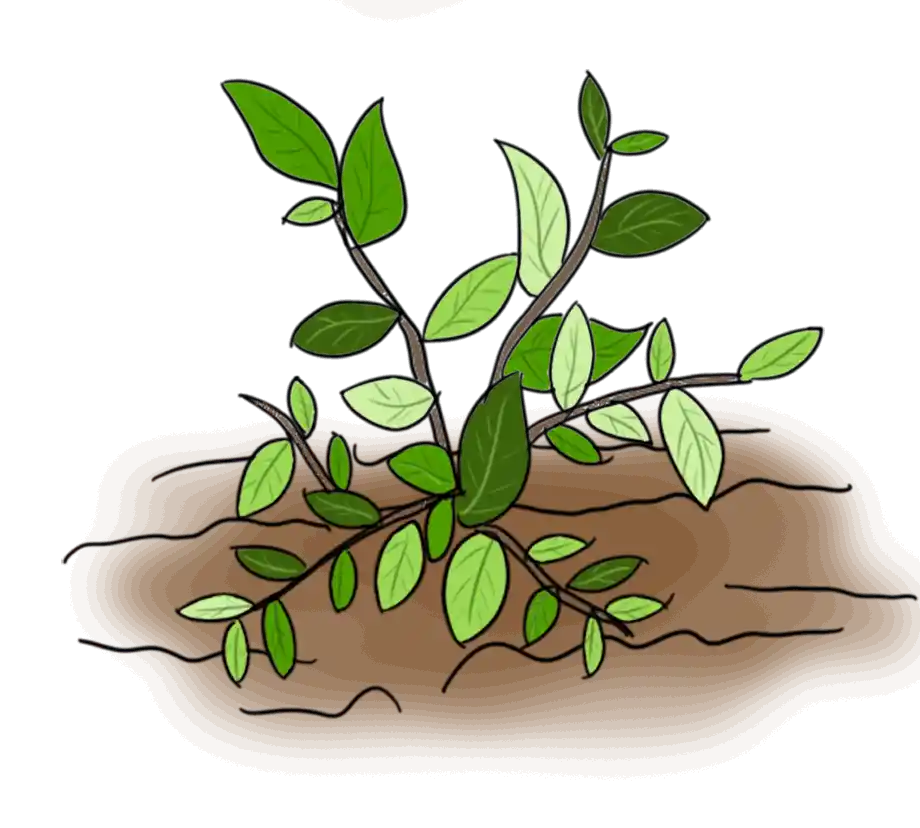 grow-seo